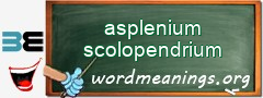 WordMeaning blackboard for asplenium scolopendrium